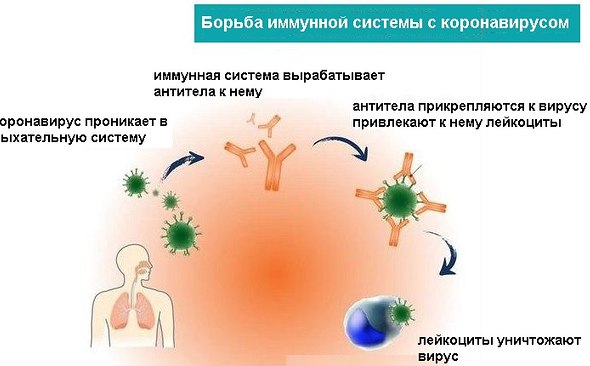 Ученые доказали наличие антител к коронавирусу через 4 месяца после болезни в легкой форме