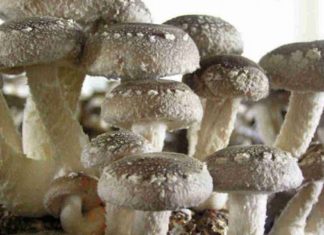 Британские ученые озвучили эффективный продукт для борьбы с COVID — 19