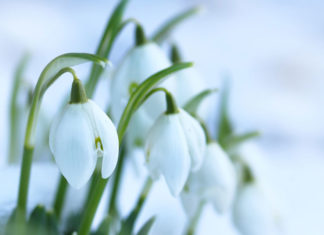 День подснежника 2021: какого числа, история и традиции праздника