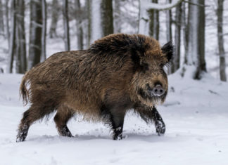 Год какого животного 2019 по восточному календарю